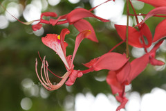 Amherstia nobilis